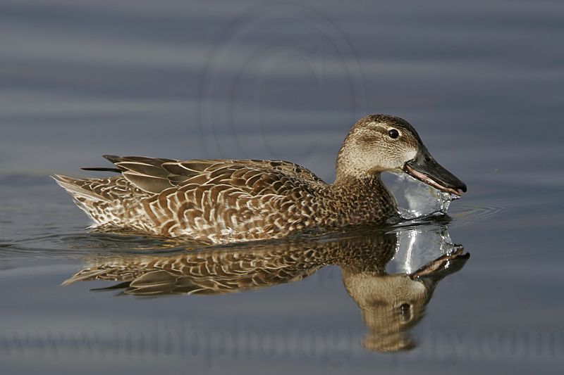 _MG_0550 Blue-winged Teal.jpg