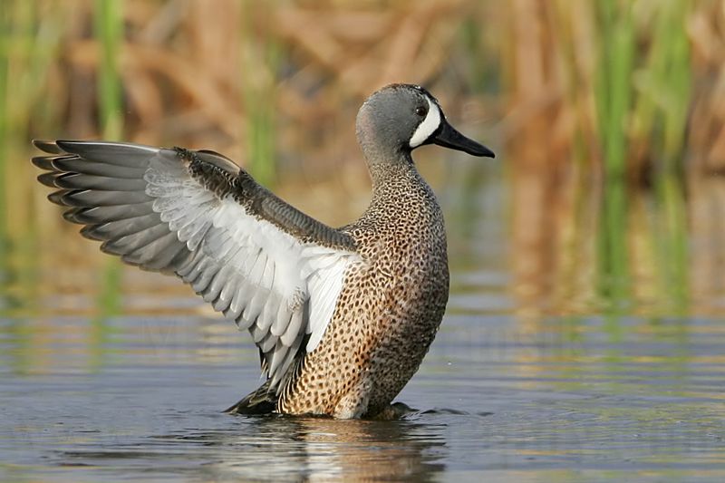 _MG_0703 Blue-winged Teal.jpg