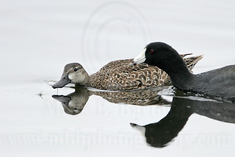 _MG_9610 Blue-winged Teal.jpg