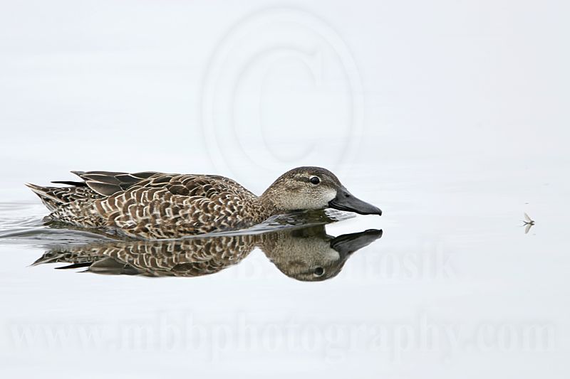_MG_9740 Blue-winged Teal.jpg