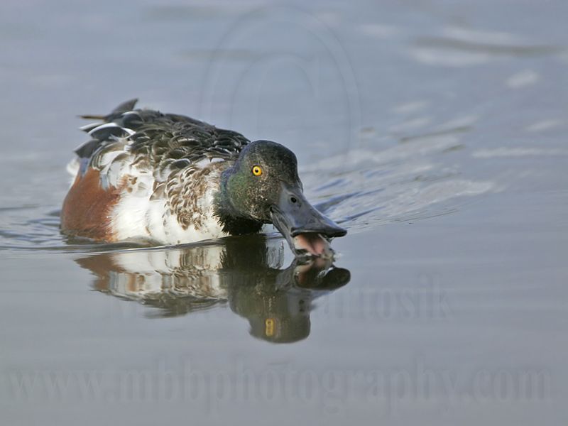 _MG_0875 Northern Shoveler.jpg