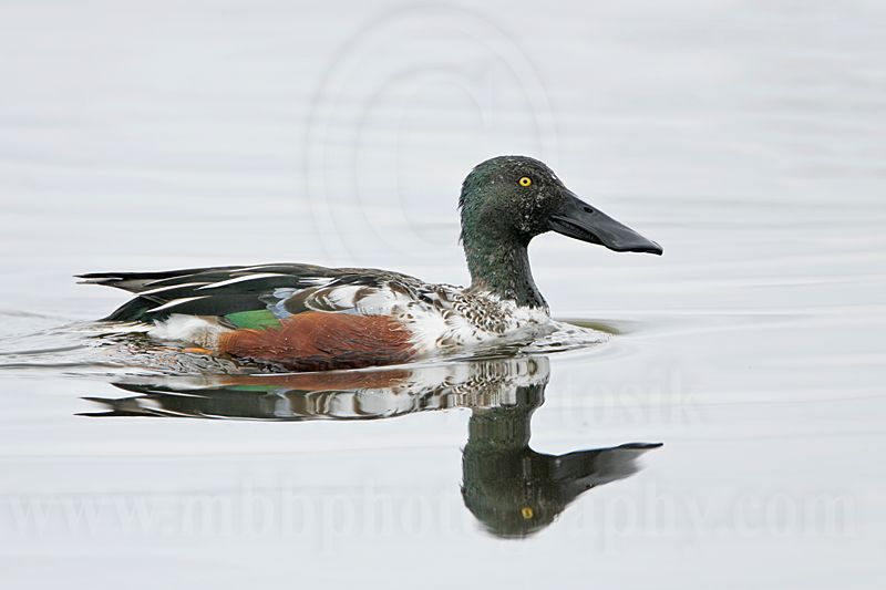 _MG_9401 Northern Shoveler.jpg