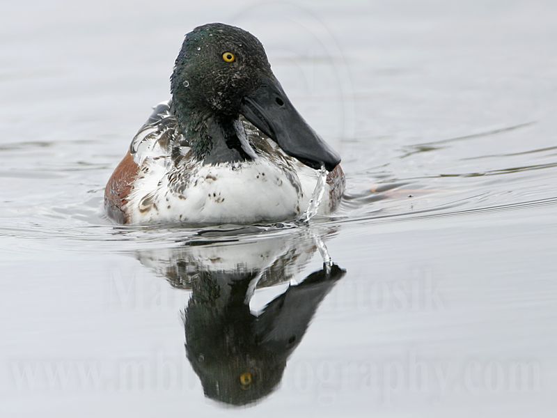 _MG_9419 Northern Shoveler.jpg