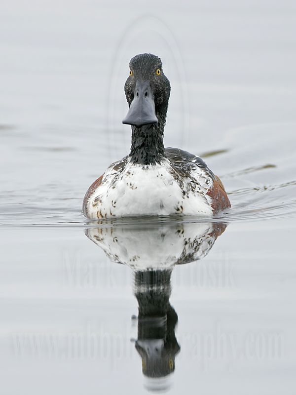 _MG_9692 Northern Shoveler.jpg