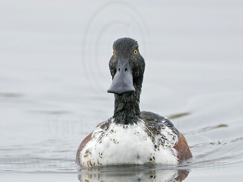 _MG_9692crop Northern Shoveler.jpg
