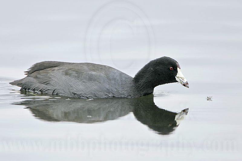 _MG_0095 American Coot.jpg