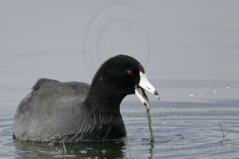 _MG_0539 American Coot.jpg