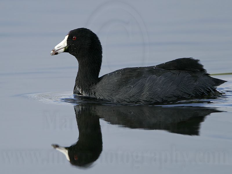 _MG_0943 American Coot.jpg