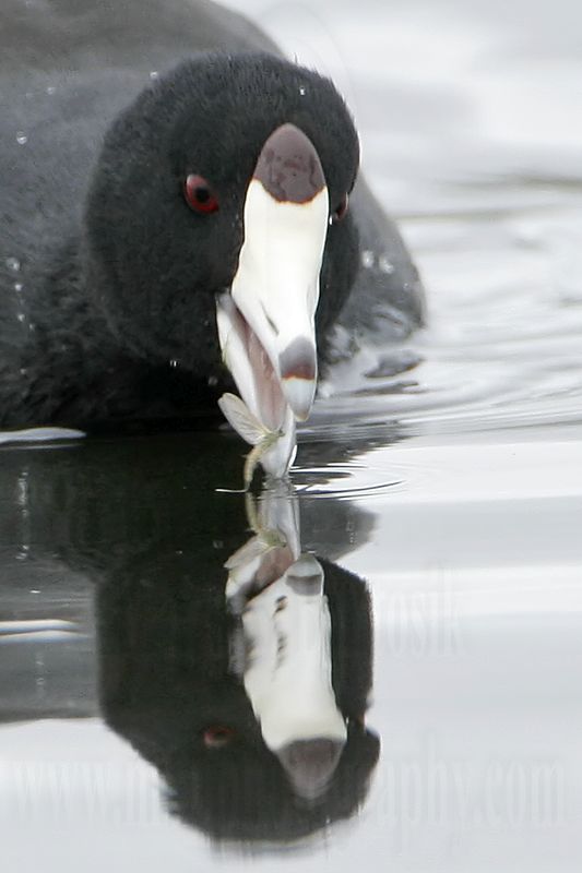 _MG_9552crop American Coot.jpg