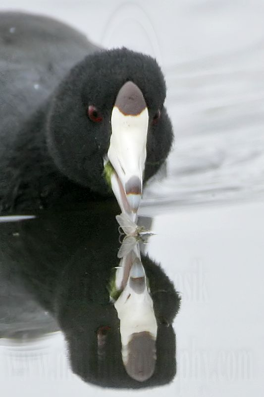 _MG_9630crop American Coot.jpg