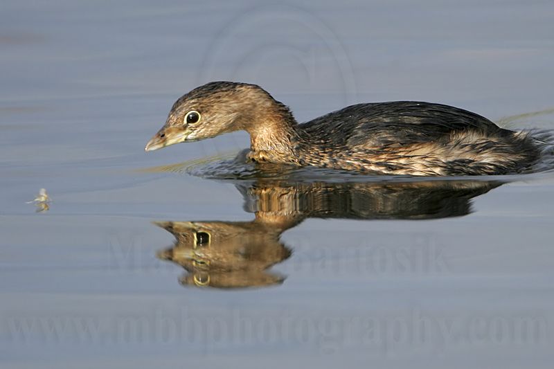 _MG_0630 Pied-billed Grebe.jpg