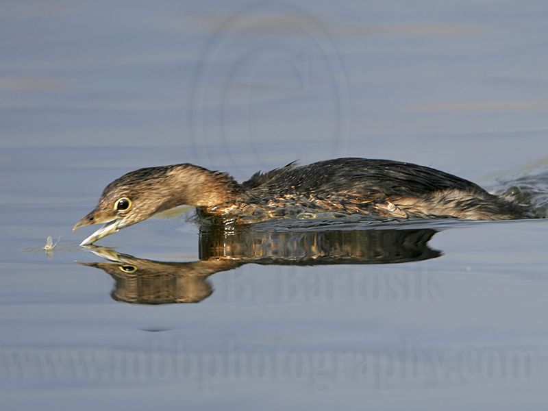 _MG_0631 Pied-billed Grebe.jpg