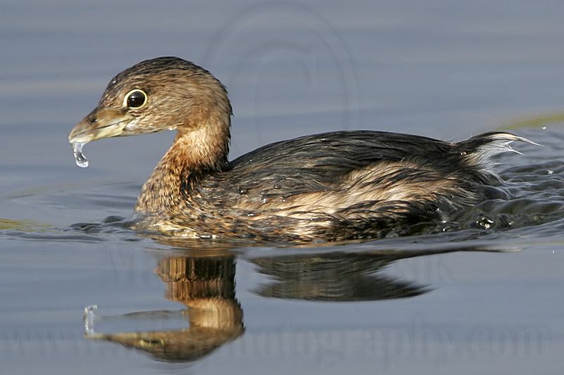 _MG_0633 Pied-billed Grebe.jpg