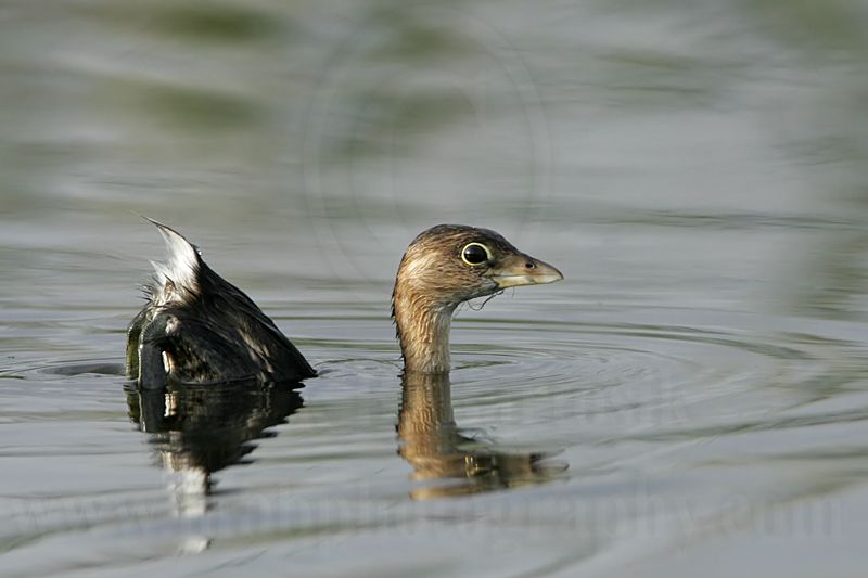 _MG_0693 Pied-billed Grebe.jpg