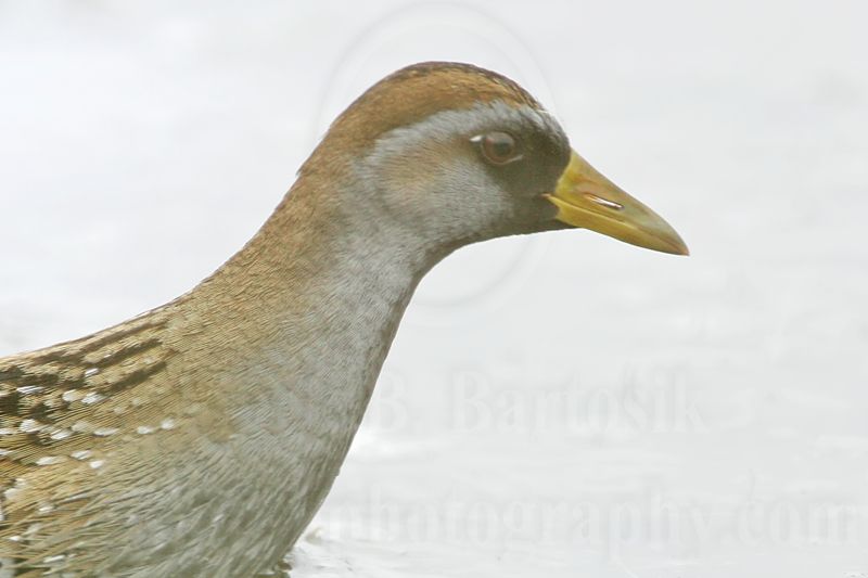 _MG_9860 Sora.jpg