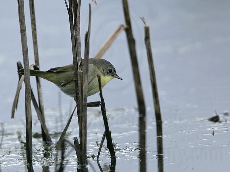 _MG_1081 Common Yellowthroat.jpg