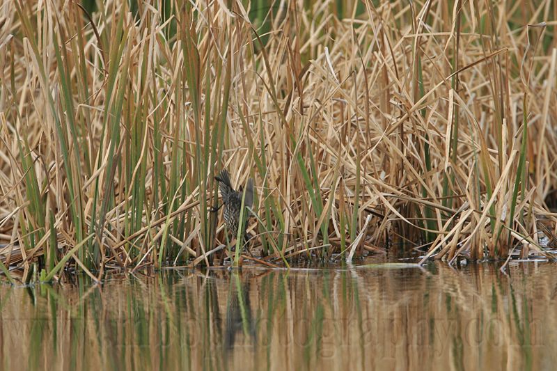_MG_1003 Red-winged Blackbird.jpg
