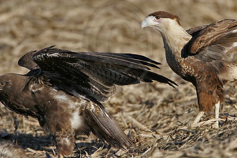 _MG_1136 Crested Caracara & White-tailed Hawk.jpg