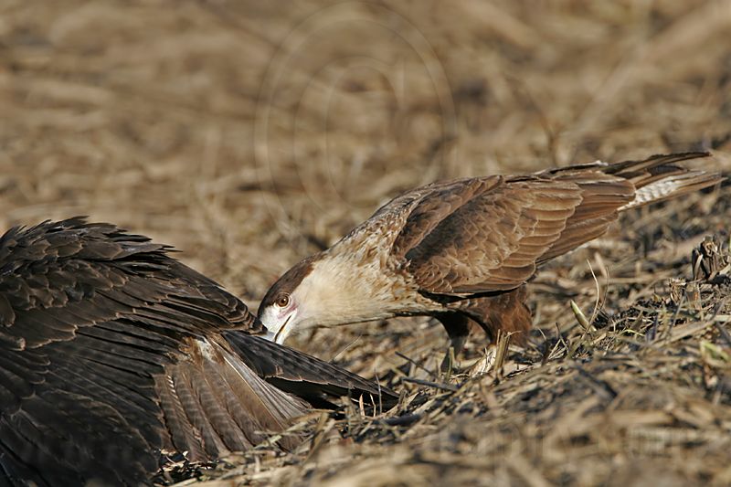 _MG_1148 Crested Caracara & White-tailed Hawk.jpg