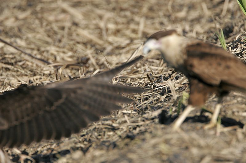 _MG_1154 Crested Caracara & White-tailed Hawk.jpg