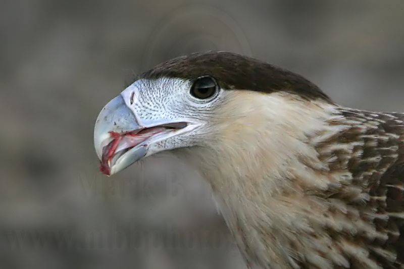_MG_3109 crop Crested Caracara.jpg