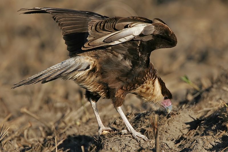 _MG_7585 Crested Caracara.jpg