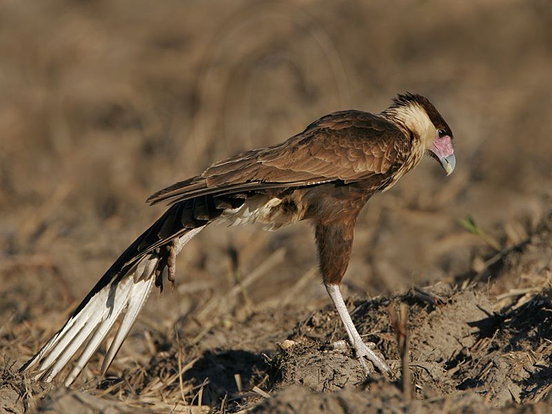 _MG_7586 Crested Caracara.jpg
