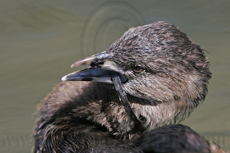 _MG_9186 Pied-billed Grebe.jpg