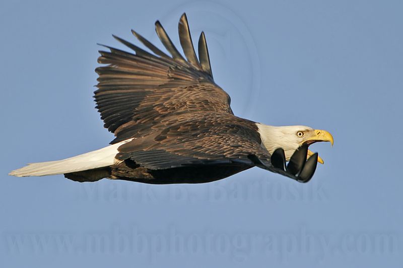 _MG_3493 Bald Eagle.jpg