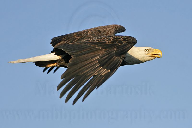_MG_3495 Bald Eagle.jpg