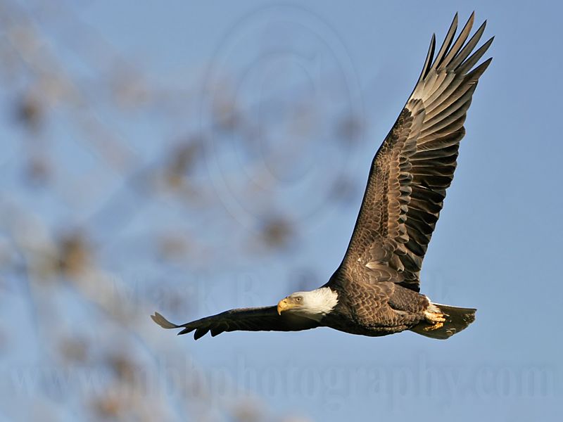 _MG_5809 Bald Eagle.jpg