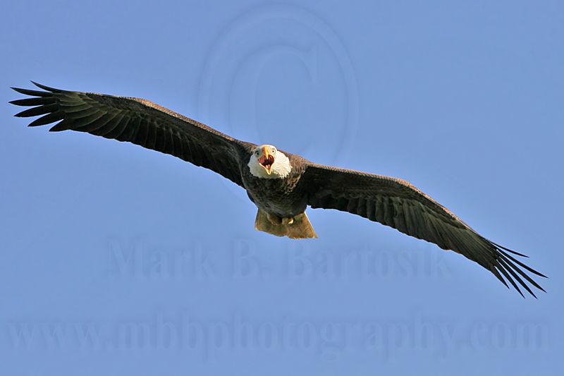 _MG_5845 Bald Eagle.jpg