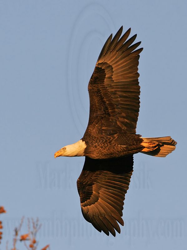 _MG_6140 Bald Eagle.jpg