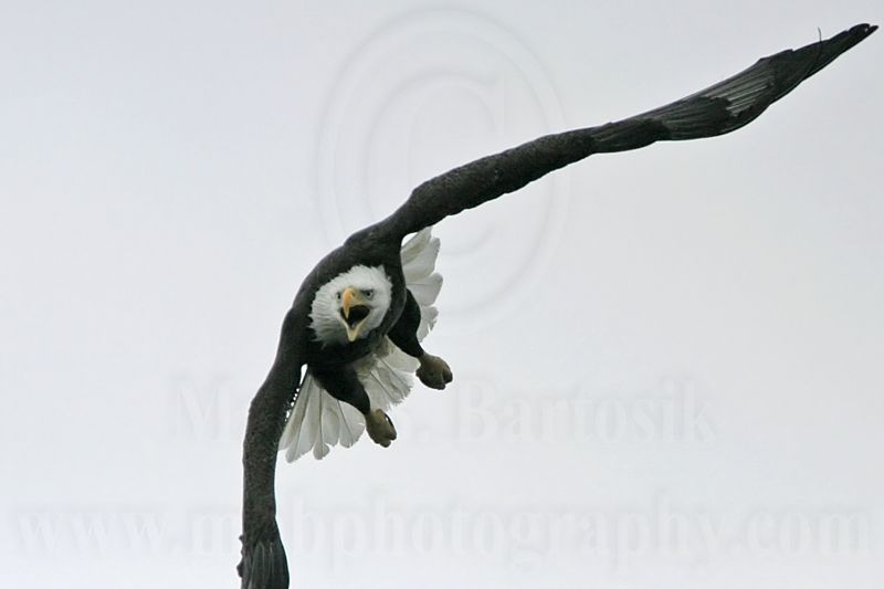 _MG_1863 Bald Eagle.jpg