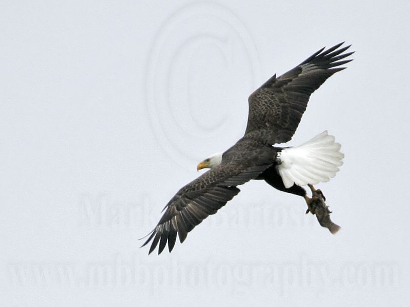 _MG_1988 Bald Eagle.jpg