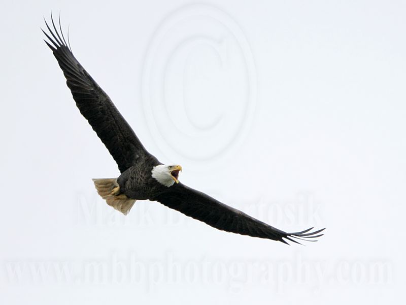 _MG_2064 Bald Eagle.jpg