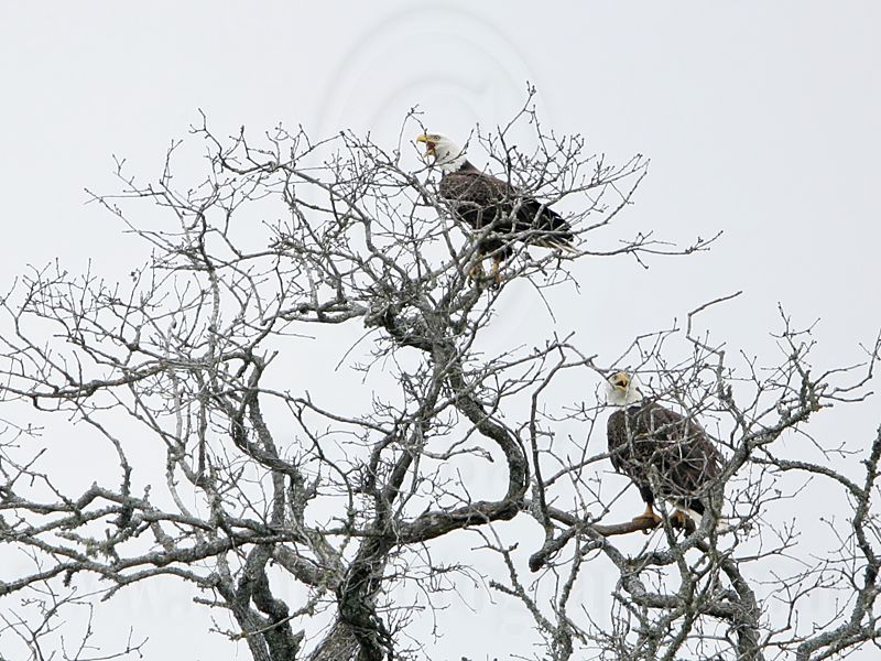 _MG_2465 Bald Eagle.jpg