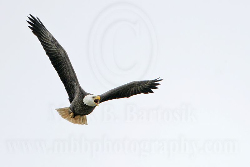 _MG_2476 Bald Eagle.jpg
