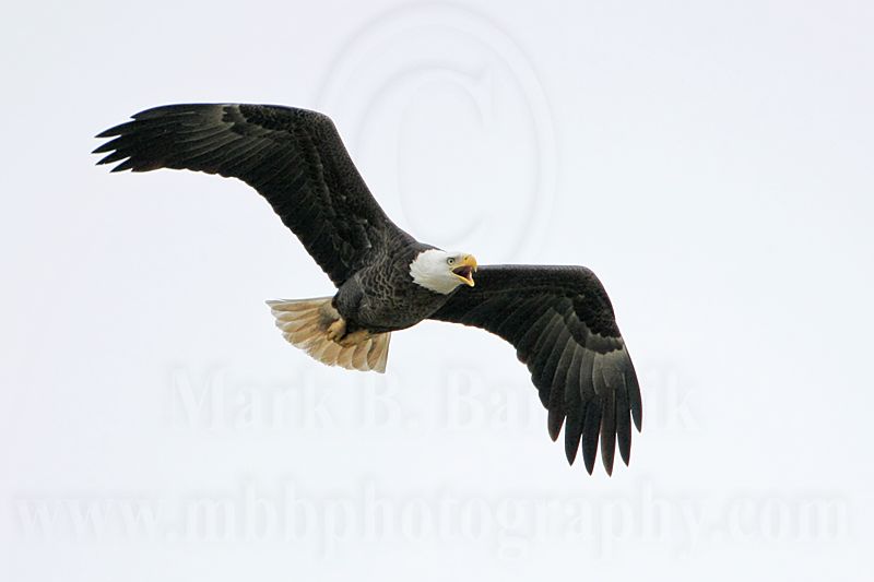 _MG_2477 Bald Eagle.jpg