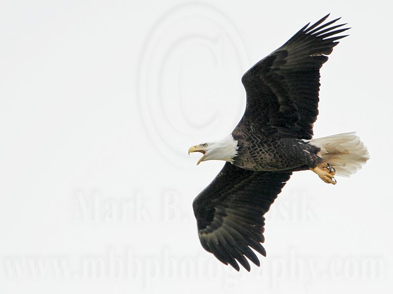 _MG_2554 Bald Eagle.jpg