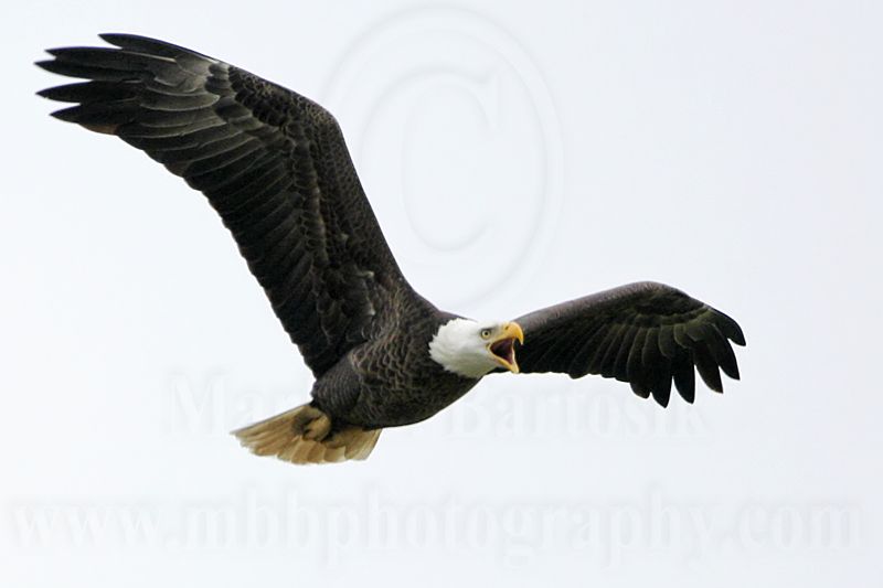 _MG_2585 Bald Eagle.jpg