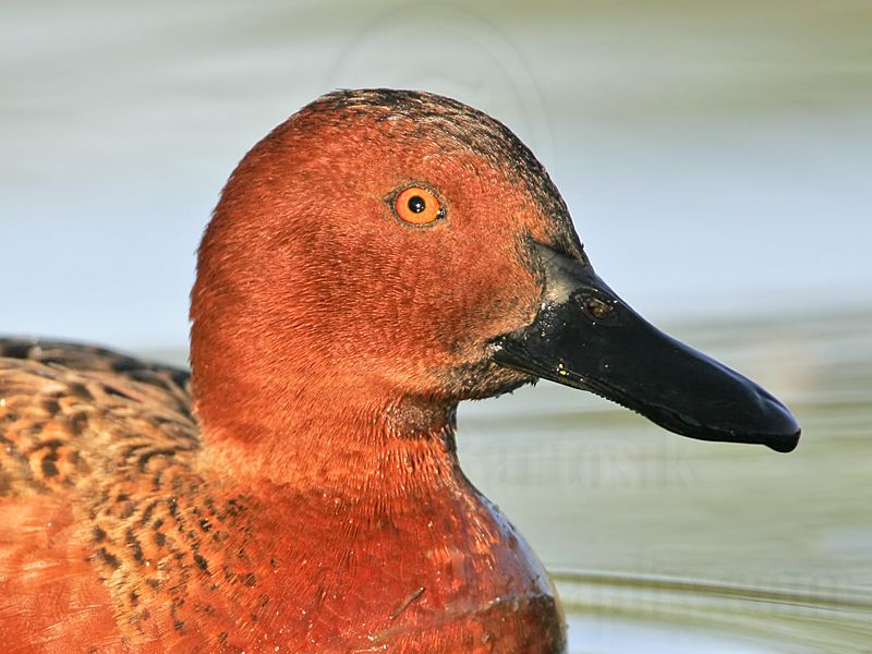 _MG_6623 Cinnamon Teal.jpg