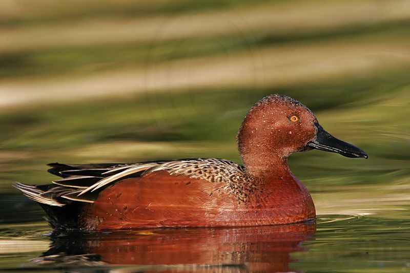 _MG_6870 Cinnamon Teal.jpg