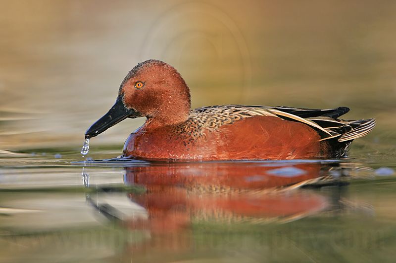 _MG_7032 Cinnamon Teal.jpg