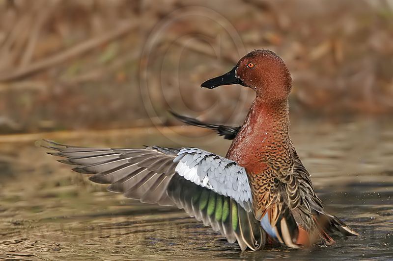 _MG_7662 Cinnamon Teal.jpg