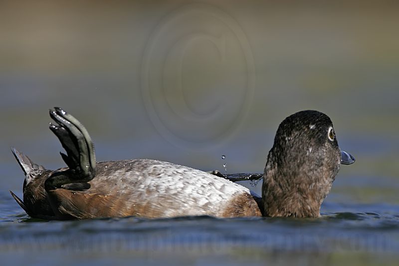 _MG_9235 Ring-necked Duck.jpg
