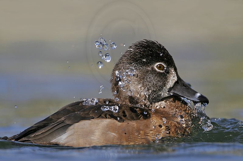 _MG_9249 Ring-necked Duck.jpg