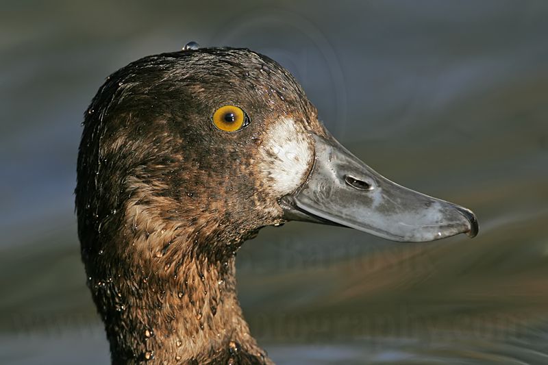 _MG_1108 Lesser Scaup.jpg