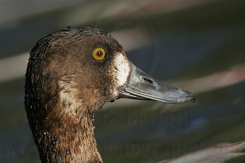 _MG_1112 Lesser Scaup.jpg