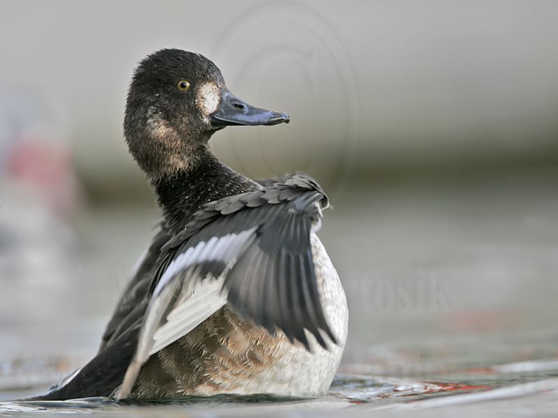 _MG_1459 Lesser Scaup.jpg